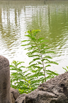 湖边的绿色植物