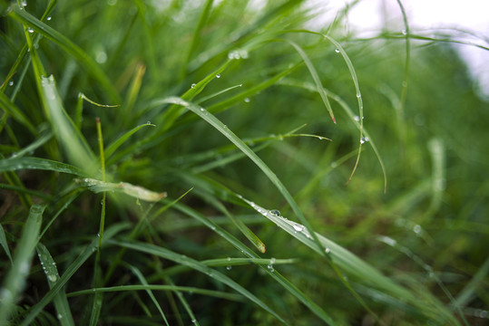 露水珠