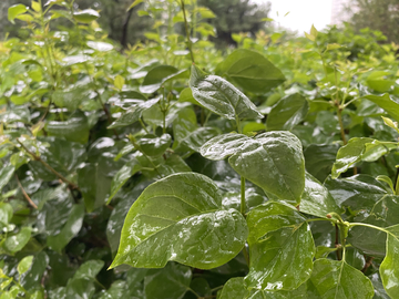 雨后植物