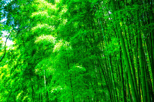 绿色夏日竹林
