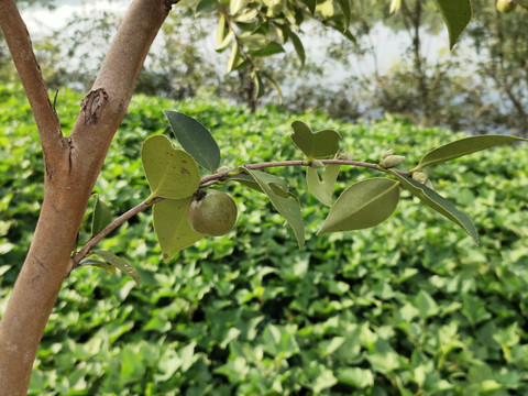 茶树果