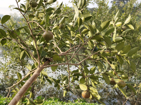 油茶树