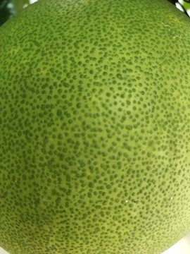 绿色柚子皮纹理