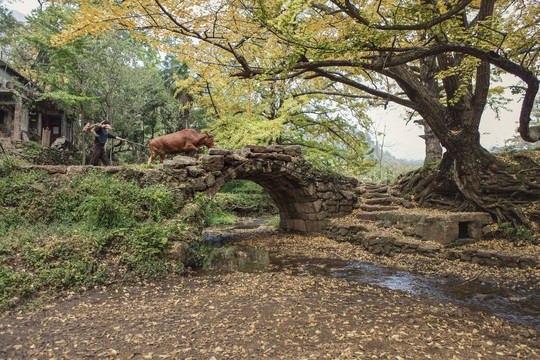贵州妥乐村古老的石拱桥与牛