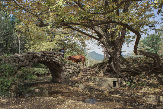 贵州妥乐村古老的石拱桥与银杏树