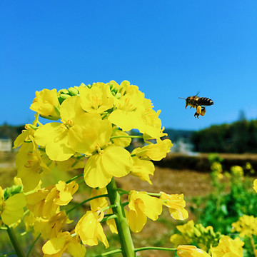 油菜花蜜蜂采蜜