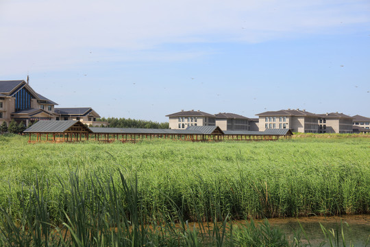 沼泽湿地