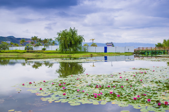 云南抚仙湖湿地