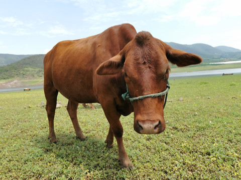 青草地上的小黄牛