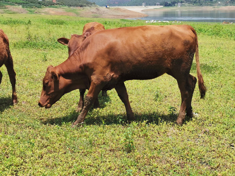 青草地上小黄牛