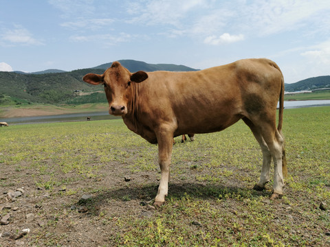 青草地上的小黄牛