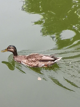 鸭子