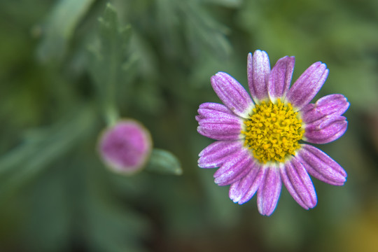 小花特写