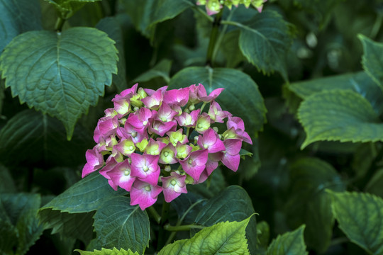 八仙花