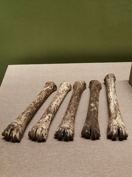 马家浜文化遗址出土动物骨头