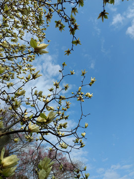 白玉兰树花
