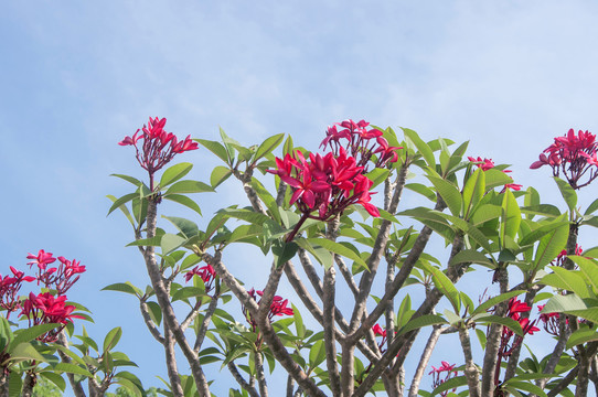 红色鸡蛋花