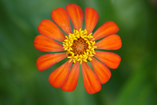 花朵花瓣
