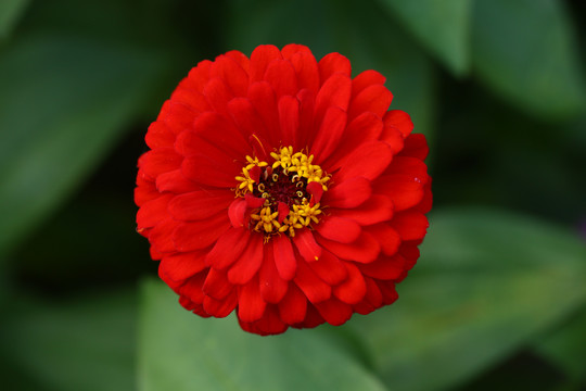 花朵花瓣