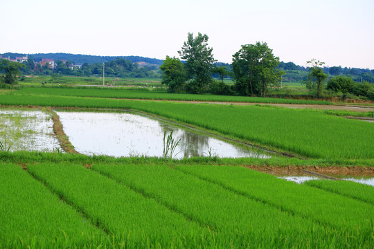 稻田