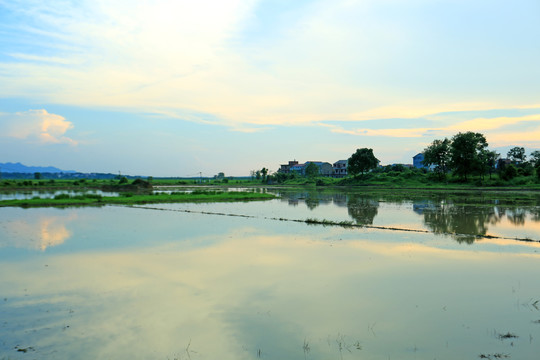 稻田