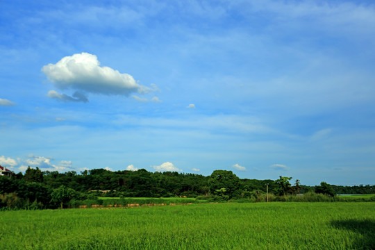 乡村稻田风光
