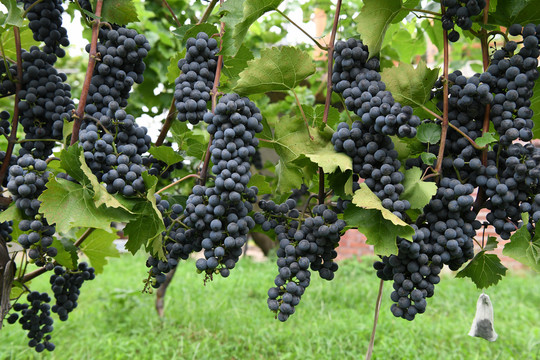 欧洲酿酒葡萄品种
