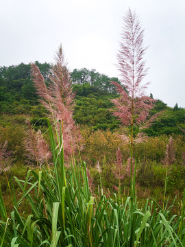 自然生长的粉色芦苇