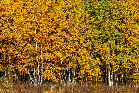 秋季天然白桦林