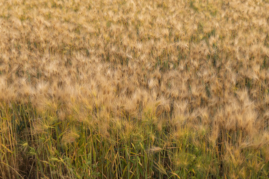 成熟的大麦
