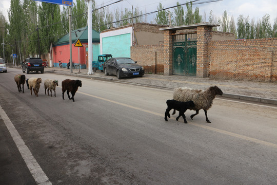 乡村路上的羊群