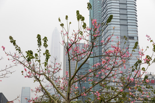 深圳都市风光