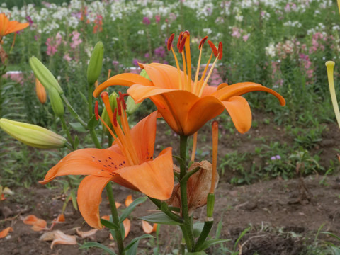 橘色百合花