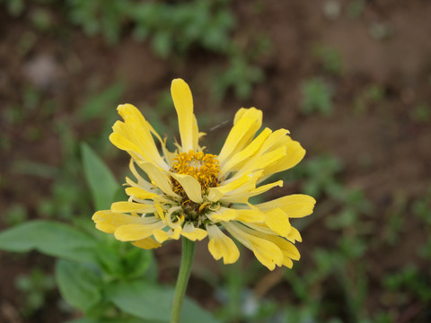 黄色松果菊