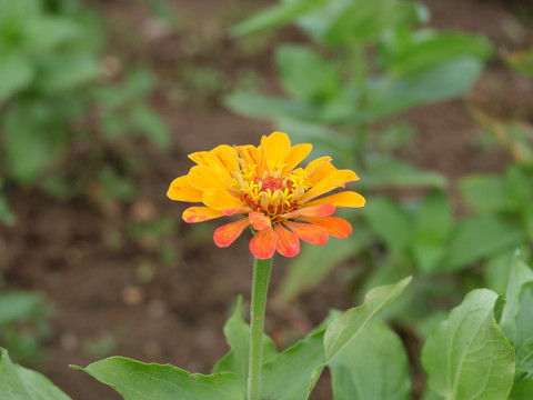 黄色松果菊