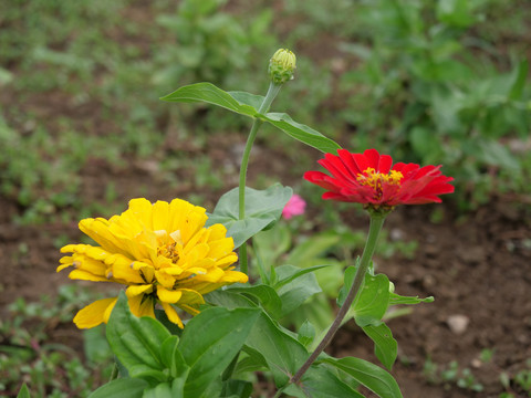 松果菊