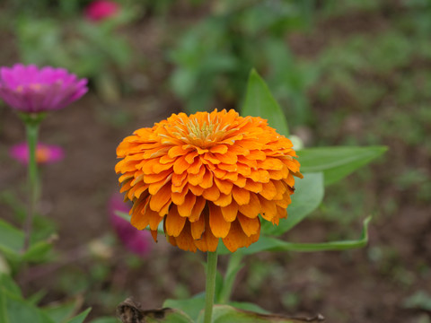 橘色松果菊