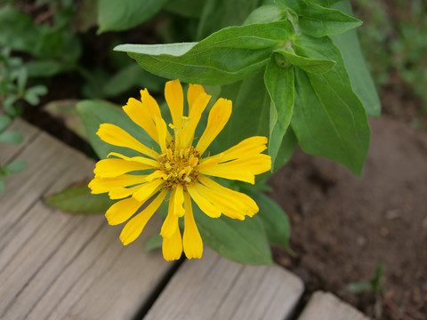 黄色松果菊