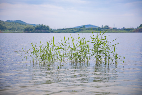 湖中的草