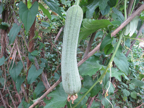 丝瓜