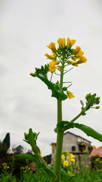 油菜花