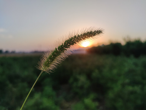 狗尾巴和夕阳