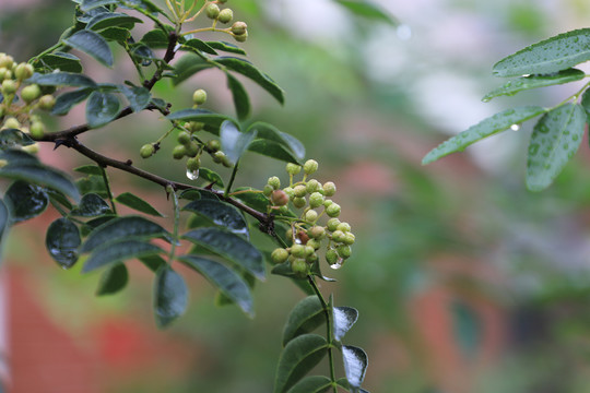 花椒种植