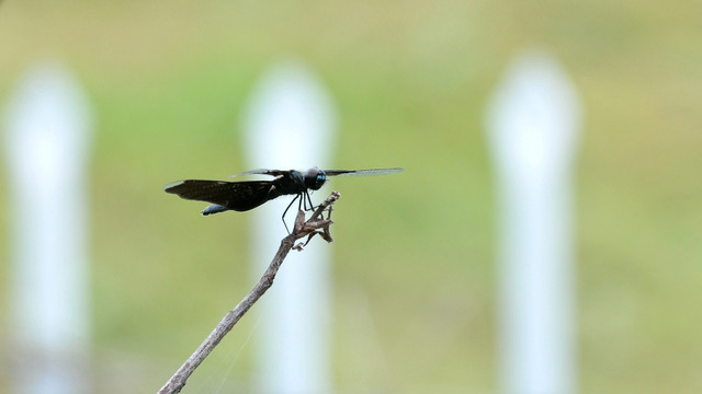 黑丽翅蜻