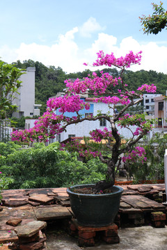 杜鹃花盘景