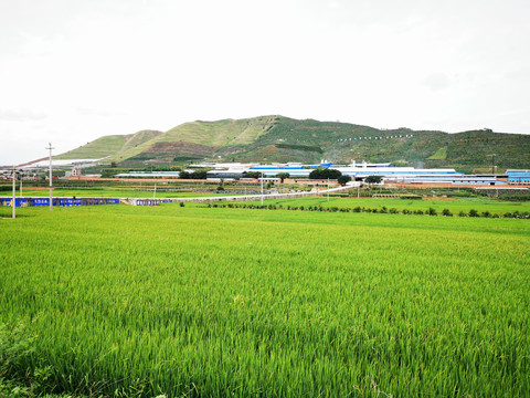 乡村稻田景观