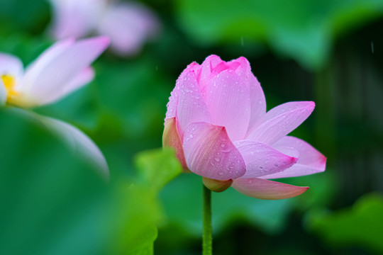 池塘里雨中的荷花