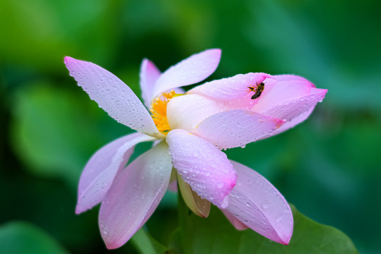 池塘里雨中的荷花