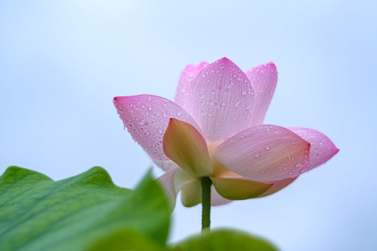 池塘里雨中的荷花