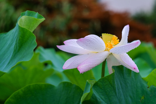 池塘里雨中的荷花